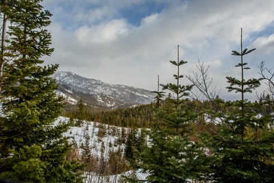 绿色松树山附近的冰雪覆盖在白天多云的天空下
